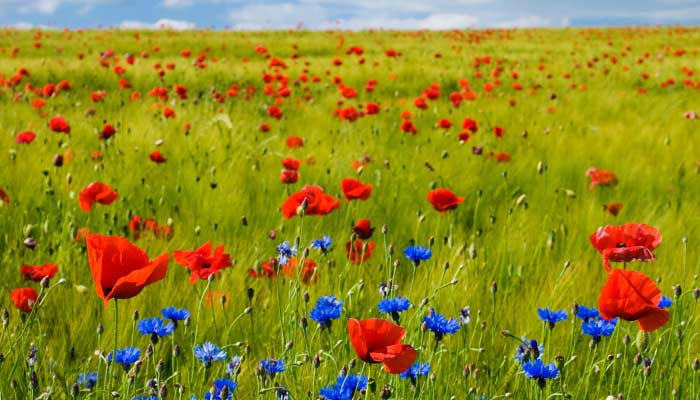 Scraptoft Natural Burial Site